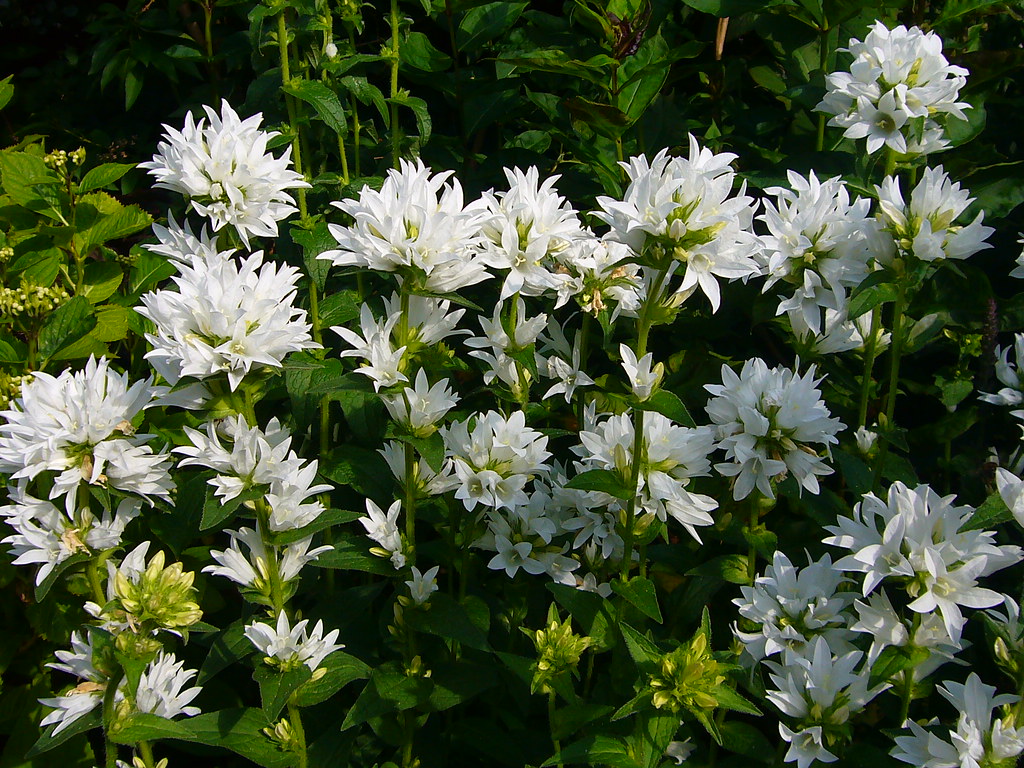 Campanula glomerata 'Alba'